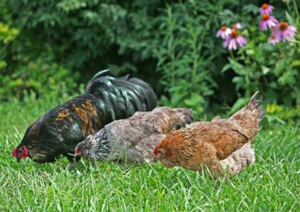 Save Money in 2009: Raise Your Own Chickens Image